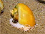 golden Applesnail